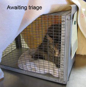 Cat in Traige at Hamilton Animal Services
