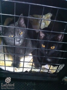Adopted Cats Hamilton