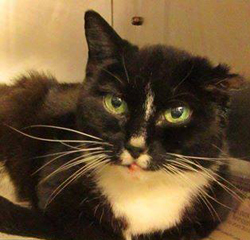 http://rescuehamiltoncats.com/Images/FeaturedCat/Jan2017.jpg