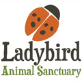 LadyBird Cat Adoption